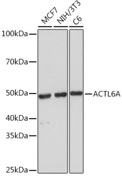 Anti-ACTL6A Antibody, clone 5U6J8, Rabbit Monoclonal