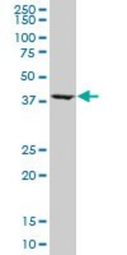 Monoclonal Anti-ASNA1, (C-terminal) antibody produced in mouse clone 5A3, purified immunoglobulin, buffered aqueous solution