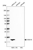 Anti-S100A16 antibody produced in rabbit Prestige Antibodies® Powered by Atlas Antibodies, affinity isolated antibody, buffered aqueous glycerol solution