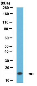 Anti-a-Synuclein, clone 10D2 Antibody clone 10D2, from mouse, purified by affinity chromatography