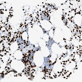 Anti-MNDA antibody produced in rabbit Prestige Antibodies® Powered by Atlas Antibodies, affinity isolated antibody, buffered aqueous glycerol solution