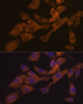 Anti-KIF3A Antibody, clone 1C8K4, Rabbit Monoclonal