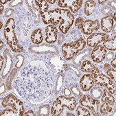 Anti-AIFM1 antibody produced in rabbit Prestige Antibodies® Powered by Atlas Antibodies, affinity isolated antibody, buffered aqueous glycerol solution