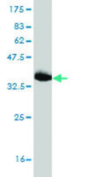 Monoclonal Anti-JPH1 antibody produced in mouse clone 2E6, purified immunoglobulin, buffered aqueous solution