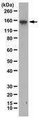Anti-AXL (UFO) Antibody from rabbit, purified by affinity chromatography