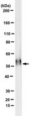 Anti-Properdin Antibody, clone 6E11A4 clone 6E11A4, from mouse