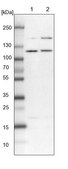 Anti-SART1 antibody produced in rabbit Prestige Antibodies® Powered by Atlas Antibodies, affinity isolated antibody, buffered aqueous glycerol solution, ab3