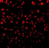 Anti-Eotaxin antibody produced in rabbit purified antibody (DEAE)