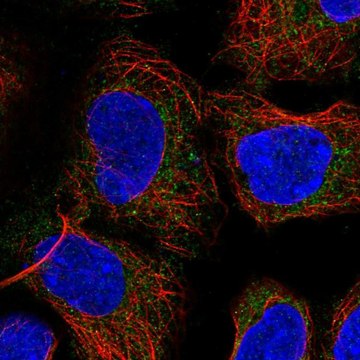 Anti-PICK1 antibody produced in rabbit Prestige Antibodies&#174; Powered by Atlas Antibodies, affinity isolated antibody