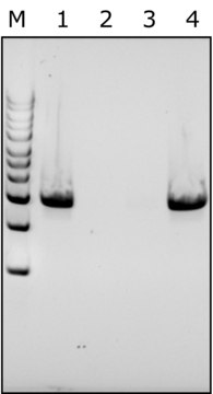 溶葡球菌酶 来源于溶葡萄球菌 free of DNA contaminants, suitable for Microbiome research, lyophilized powder, &#8805;500&#160;units/mg protein