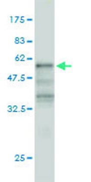 Monoclonal Anti-KLF6 antibody produced in mouse clone 1A9, purified immunoglobulin, buffered aqueous solution