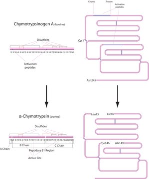 &#945;-糜蛋白酶 来源于牛胰腺 suitable for protein sequencing, salt-free, lyophilized powder