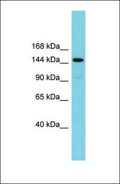 Anti-KIAA1199 antibody produced in rabbit affinity isolated antibody