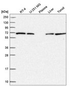 Anti-COG8 antibody produced in rabbit Prestige Antibodies® Powered by Atlas Antibodies, affinity isolated antibody