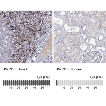 Anti-HVCN1 antibody produced in rabbit Prestige Antibodies&#174; Powered by Atlas Antibodies, affinity isolated antibody, buffered aqueous glycerol solution