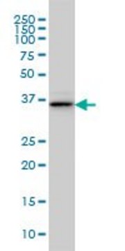 Monoclonal Anti-BVES antibody produced in mouse clone 3F7, purified immunoglobulin, buffered aqueous solution