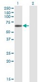 Monoclonal Anti-LIPG, (C-terminal) antibody produced in mouse clone 4A9, purified immunoglobulin, buffered aqueous solution
