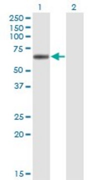 Monoclonal Anti-LIPG, (C-terminal) antibody produced in mouse clone 4A9, purified immunoglobulin, buffered aqueous solution