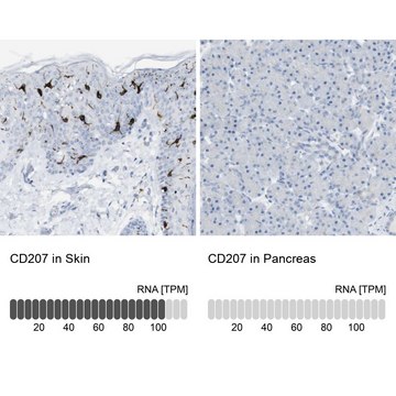 抗-CD207 兔抗 Prestige Antibodies&#174; Powered by Atlas Antibodies, affinity isolated antibody, buffered aqueous glycerol solution