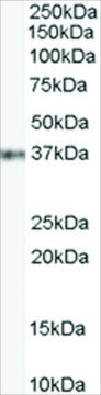 Anti-GBX2 antibody produced in goat affinity isolated antibody, buffered aqueous solution