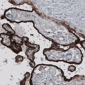 Monoclonal Anti-VSIR antibody produced in mouse Prestige Antibodies® Powered by Atlas Antibodies, clone CL3981, purified immunoglobulin