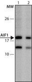 Anti-AIF1 (72-84) antibody produced in rabbit IgG fraction of antiserum, buffered aqueous solution