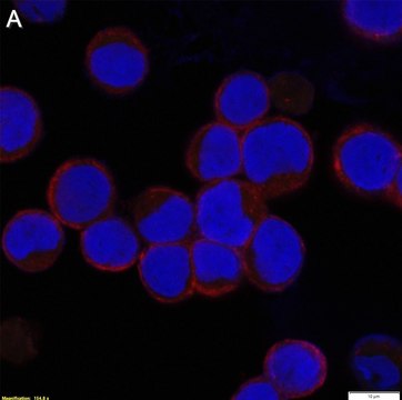 Anti-RSV type A Antibody, B Antibody, clone 133-1H ZooMAb&#174; Mouse Monoclonal recombinant, expressed in HEK 293 cells