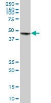 Anti-DNMT3L antibody produced in mouse IgG fraction of antiserum, buffered aqueous solution