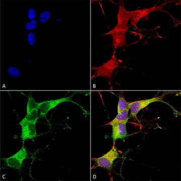 Monoclonal Anti-Eaac1 - Apc antibody produced in mouse clone S180-41, purified immunoglobulin