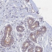 Anti-PTHLH antibody produced in rabbit Prestige Antibodies® Powered by Atlas Antibodies, affinity isolated antibody, buffered aqueous glycerol solution