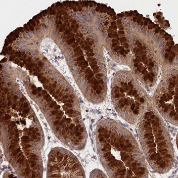 Anti-NEURL4 antibody produced in rabbit Prestige Antibodies&#174; Powered by Atlas Antibodies, affinity isolated antibody, buffered aqueous glycerol solution