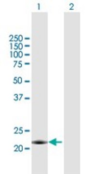 Anti-MID1IP1 antibody produced in mouse purified immunoglobulin, buffered aqueous solution