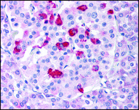 Anti-BACE1 antibody produced in rabbit affinity isolated antibody, buffered aqueous solution