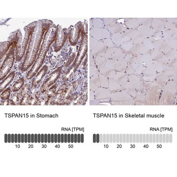 Anti-TSPAN15 antibody produced in rabbit Prestige Antibodies&#174; Powered by Atlas Antibodies, affinity isolated antibody, buffered aqueous glycerol solution