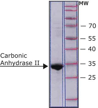 碳酸酐酶II 人 recombinant, expressed in E. coli, buffered aqueous solution