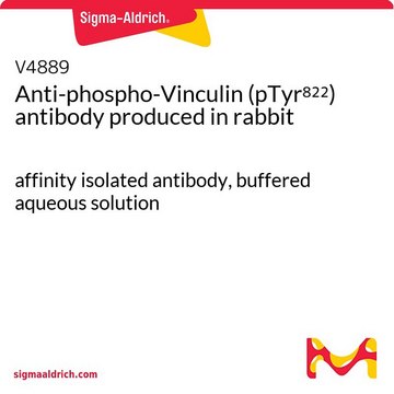 Anti-phospho-Vinculin (pTyr822) antibody produced in rabbit affinity isolated antibody, buffered aqueous solution