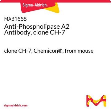 Anti-Phospholipase A2 Antibody, clone CH-7 clone CH-7, Chemicon®, from mouse