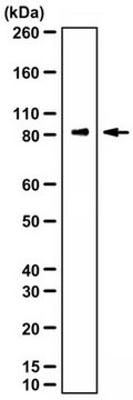 Anti-HMMR Antibody/CD168 from rabbit, purified by affinity chromatography