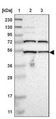 Anti-EFCAB14 antibody produced in rabbit Prestige Antibodies® Powered by Atlas Antibodies, affinity isolated antibody, buffered aqueous glycerol solution