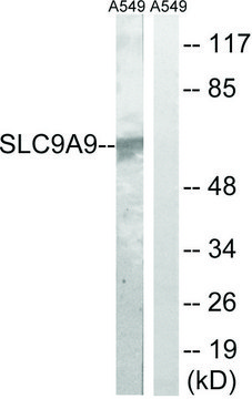 Anti-SLC9A9 antibody produced in rabbit affinity isolated antibody