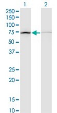 Monoclonal Anti-DAB2 antibody produced in mouse clone 3D6, purified immunoglobulin, buffered aqueous solution