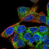 Anti-MIA2 antibody produced in rabbit Prestige Antibodies® Powered by Atlas Antibodies, affinity isolated antibody, buffered aqueous glycerol solution
