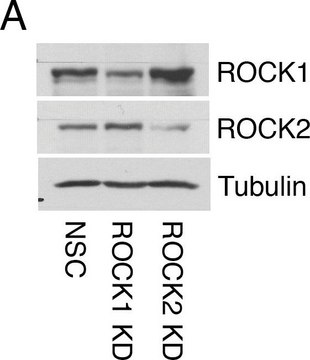 抗-&#945;-微管蛋白抗体，小鼠单克隆 clone DM1A, purified from hybridoma cell culture