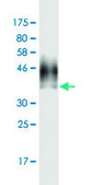 Monoclonal Anti-RPS2 antibody produced in mouse clone 3F5, purified immunoglobulin, buffered aqueous solution