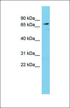 Anti-SLC7A2 antibody produced in rabbit affinity isolated antibody