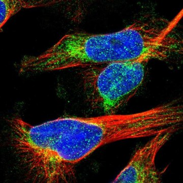 Anti-MCM3AP antibody produced in rabbit Prestige Antibodies&#174; Powered by Atlas Antibodies, affinity isolated antibody, buffered aqueous glycerol solution