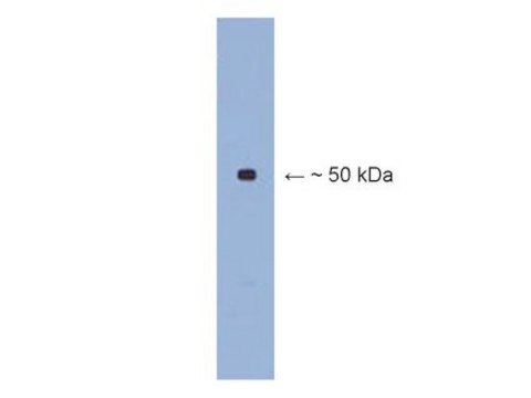 Anti-&#946; III tubulin Antibody Chemicon&#174;, from rabbit