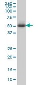 ANTI-MEF2A antibody produced in mouse clone 1C4, purified immunoglobulin, buffered aqueous solution