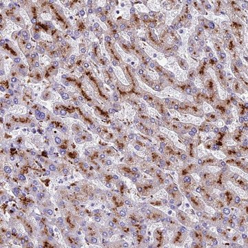 Anti-THRSP antibody produced in rabbit Prestige Antibodies&#174; Powered by Atlas Antibodies, affinity isolated antibody, buffered aqueous glycerol solution