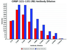 Anti-CIRBP (121-135) antibody produced in rabbit IgG fraction of antiserum, buffered aqueous solution